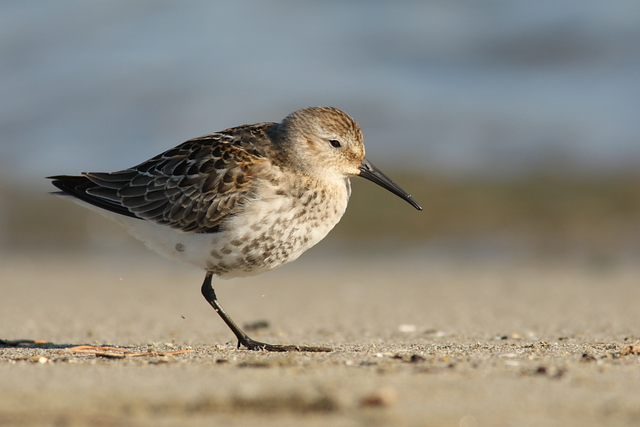 Piovanello pancianera